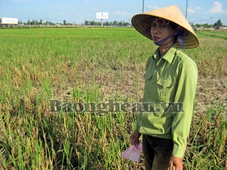 Hàng trăm ha đất trồng lúa đang bị bỏ phí