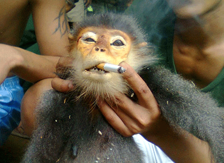 Tước quân tịch quân nhân giết voọc