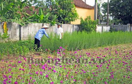 Chậm thực hiện chính sách hỗ trợ người trồng hoa ở Hưng Đông