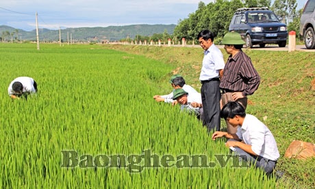 Tháo gỡ vướng mắc sau 1 năm thực hiện thí điểm Bảo hiểm nông nghiệp