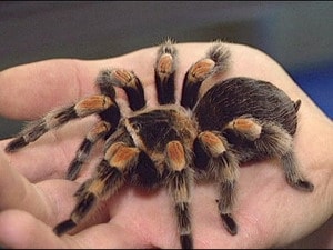 Australia nghiên cứu nọc độc nhện chữa ung thư vú