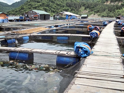 37.000 lao động nước ngoài hoạt động không phép tại Việt Nam