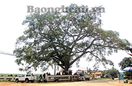 Hang Rú Ấm và cây đa Làng Trù: Di tích lịch sử Cách mạng