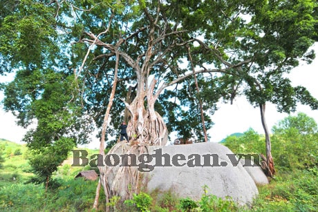 Cây sanh ở Giai Xuân (Tân Kỳ): Điểm tham quan kỳ thú