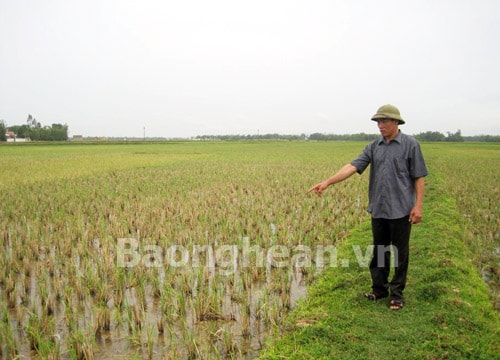 Nguy cơ dịch bệnh từ lúa tái sinh