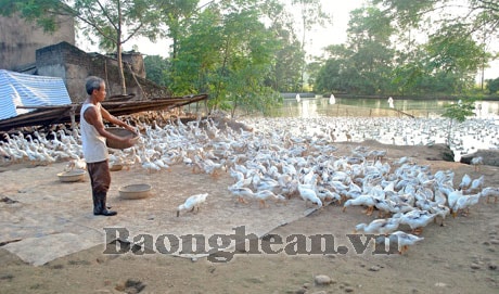 Cho mảnh đất Yên Thành xanh tươi, trù phú