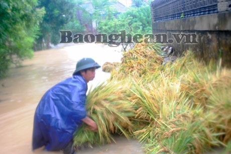 Yên Thành khẩn trương thu hoạch lúa hè thu chạy lụt
