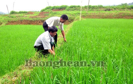 Tri Lễ - Quế Phong: Trăn trở hướng thoát nghèo