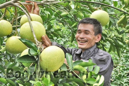 Xây dựng thương hiệu Bưởi hồng Quang Tiến