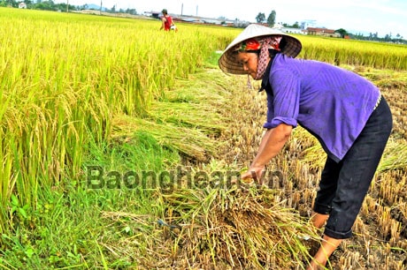 Thanh Chương: Khẩn trương thu hoạch lúa hè thu