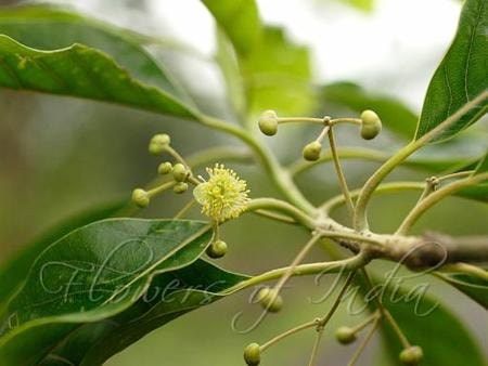 Bời lời chữa chướng bụng đầy hơi