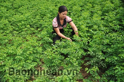 Hiệu quả mô hình trồng rau ngót ở Hưng Nhân