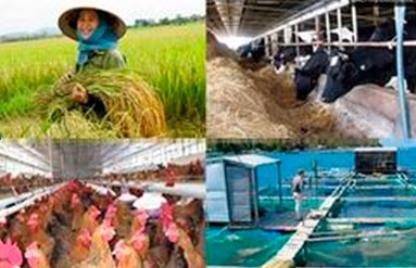 Hơn 160 nghìn hộ dân hợp đồng bảo hiểm nông nghiệp