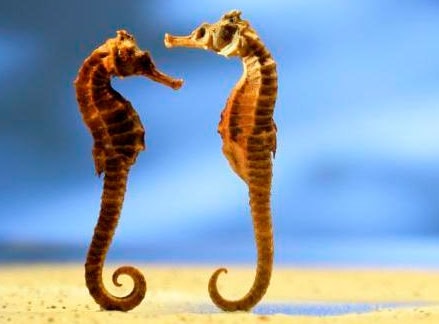 Cá ngựa chữa hen suyễn