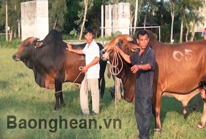 Nghi Lộc tổ chức Hội thi bò to, bò đẹp và kéo cày giỏi