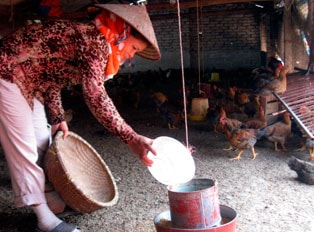 Dịch lợn tai xanh diễn biến phức tạp