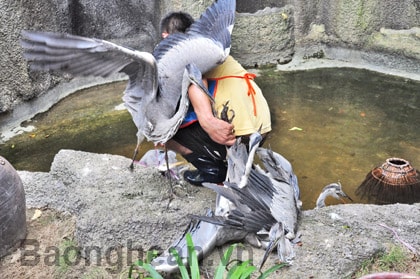 Tận diệt chim trời