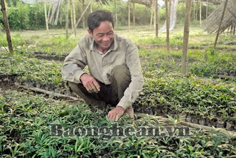 Cây mây trên đất Tương Dương