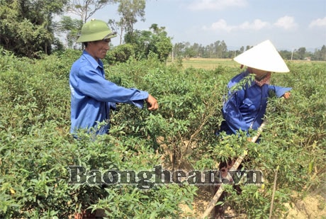Nam Đàn: Mở rộng diện tích trồng ớt xuất khẩu