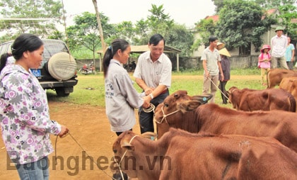 Hỗ trợ bò giống cho nông dân nghèo xã Nghĩa Thọ