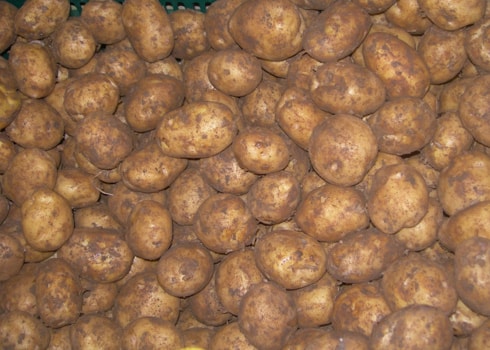 Nhận diện khoai tây Trung Quốc đội lốt Đà Lạt