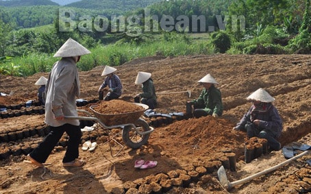 Ươm cây cao su trên đất Quỳ Châu
