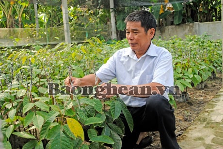 Trồng rễ hương dưới tán cây trám đen