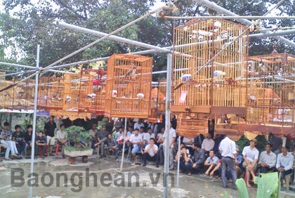 Hội thi tiếng hót chim chào mào ở Quỳnh Lưu