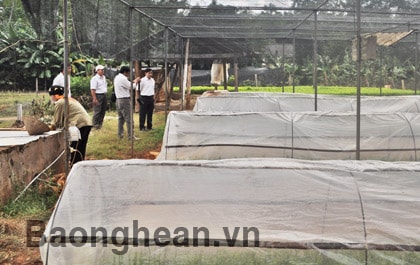 Lâm trường Đồng Hợp: Mỗi năm cung cấp 60 – 70 vạn cây giống