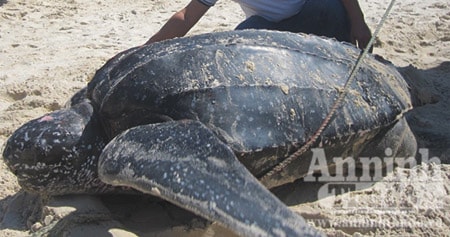 Cụ rùa 300 kg được thả về với biển