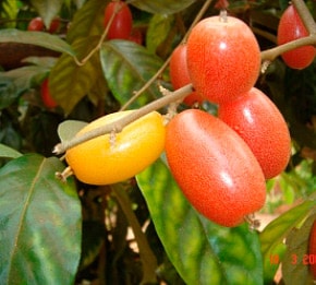 Cây nhót chữa kiết lỵ, hen suyễn