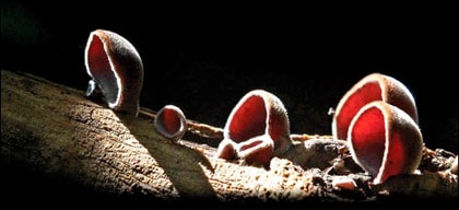 Phương thuốc độc đáo từ mộc nhĩ đen