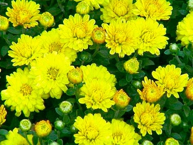 Kim cúc - Vị thuốc chữa bệnh về mắt