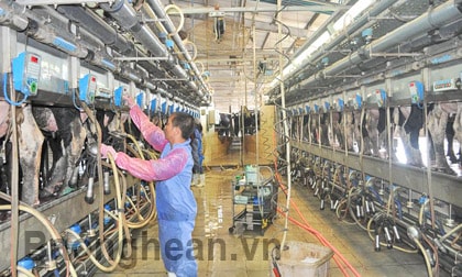 Khám phá công nghệ chăn nuôi hiện đại ở Trang trại bò sữa TH (Nghĩa Đàn)