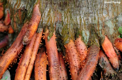 Chữa viêm loét, hoại thư bằng rễ cây