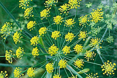 Chữa rối loạn tiêu hóa bằng thảo dược