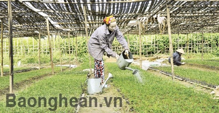 Nhiều tổ chức cơ sở đảng không thực hiện