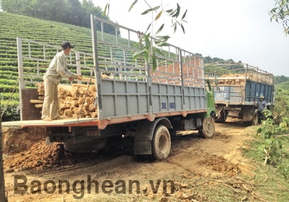 Tích cực trồng rừng nguyên liệu