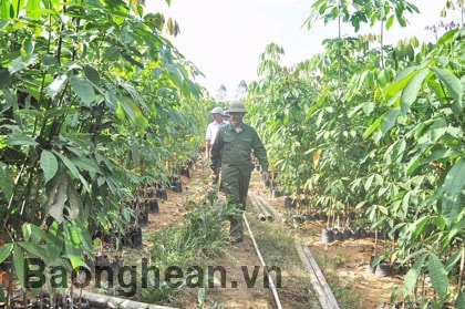 Cây cao su trên đất Quỳ Châu