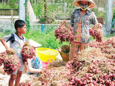 Dùng độc chất bảo quản hành, 800 người hỏng mắt
