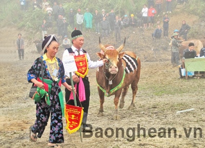 Hội thi trâu bò đẹp huyện Kỳ Sơn lần thứ nhất năm 2012