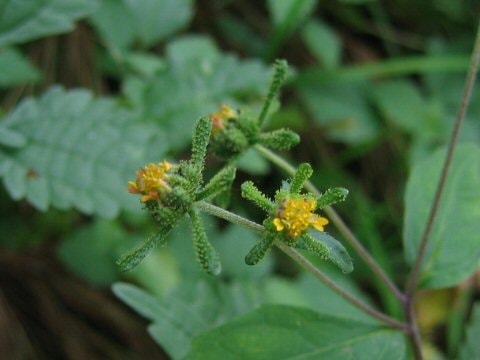 Những thảo dược có công dụng tốt với bệnh gout