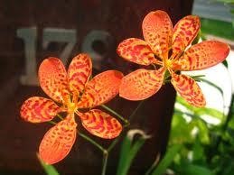 Cây rẻ quạt chữa viêm họng mãn tính