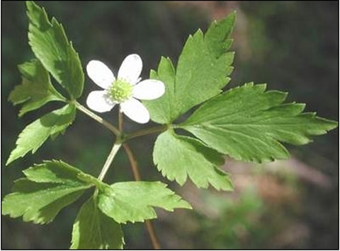 Cỏ chân vịt chữa bỏng, tiểu vàng, khí hư