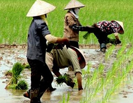 Hỗ trợ bảo vệ và phát triển đất trồng lúa