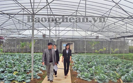 Trồng thử nghiệm và chuyển giao cây rau, màu chất lượng cao