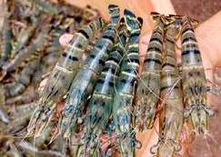 Tăng cường kiểm soát chất lượng tôm giống