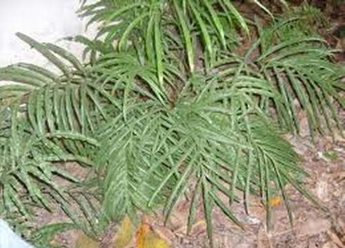 Vĩ thảo chống viêm, cầm máu