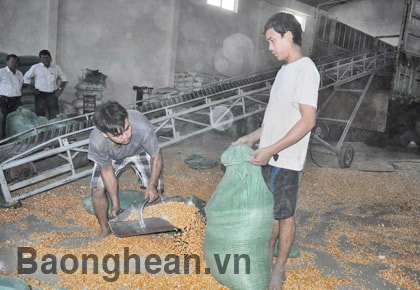 HTX Bắc Thịnh được mùa ngô vụ Đông