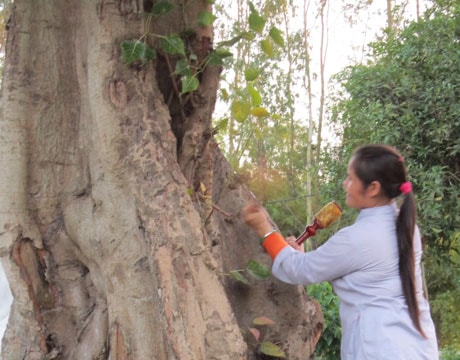 Độc đáo cây Bồ Đề ở chùa Vĩnh Phúc ( huyện Nam Đàn)